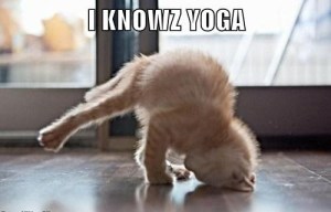 i-knowz-yoga-funny-kitten-picture